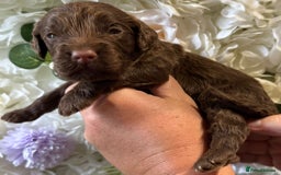 Cockapoo dogs for sale: F1 mini Cockapoos 30 dna health tested clear  - Image 7
