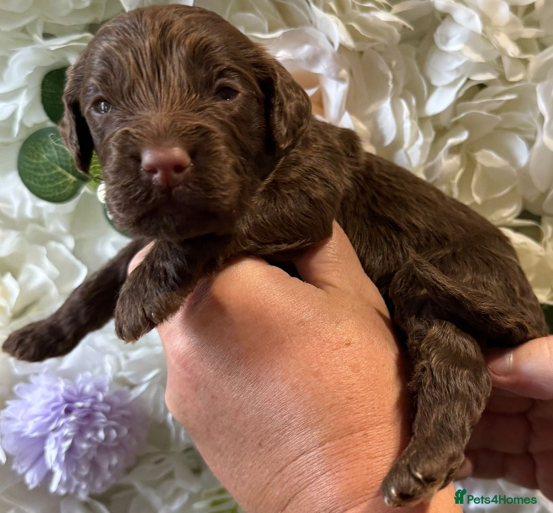 Cockapoo dogs for sale: F1 mini Cockapoos 30 dna health tested clear  - Image 7