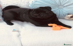 Pug dogs for stud: KC reg silver pug for stud  in Wolverhampton - Image 3