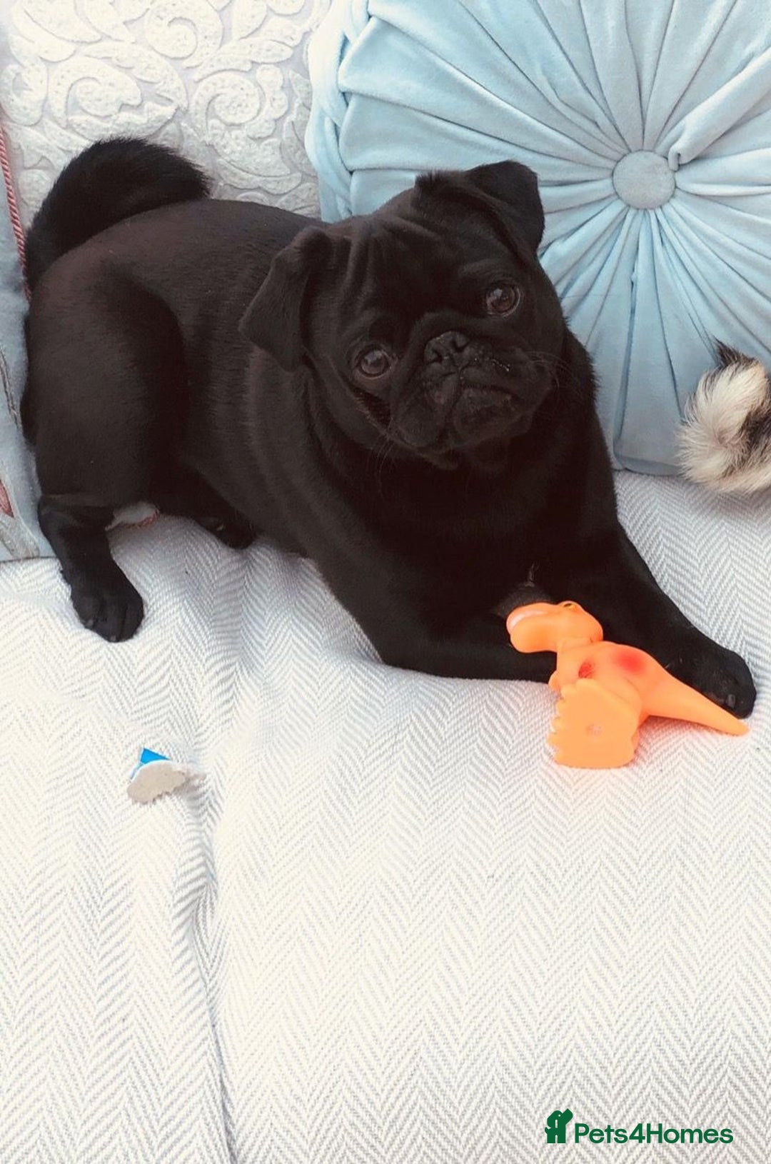 Pug dogs for stud: KC reg silver pug for stud  in Wolverhampton - Image 3