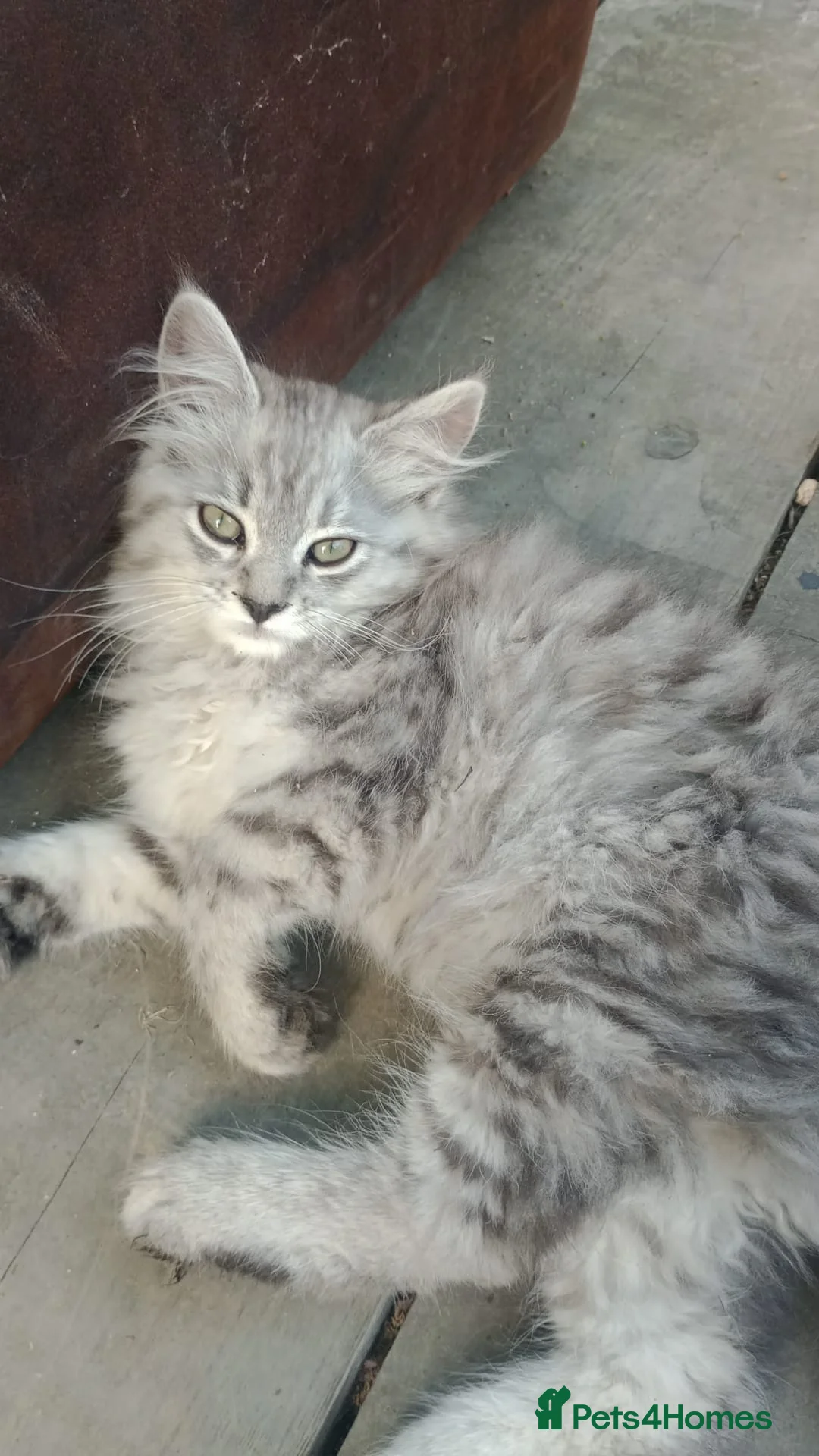 Maine Coon cats for sale: MaineCoon female kitten's, mother TICA registered. - Advert 1