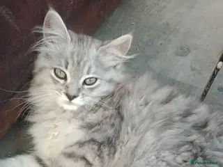 Maine Coon cats MaineCoon female kitten's, mother TICA registered. - Advert 18