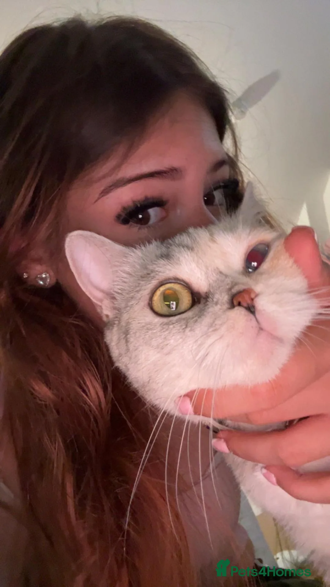 British Shorthair cats for sale: Tortie silver spotted British shorthair  - Advert 2