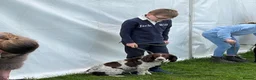 English Springer Spaniel dogs for sale: KC Reg Liver and White English Springer Spaniels - Advert 23