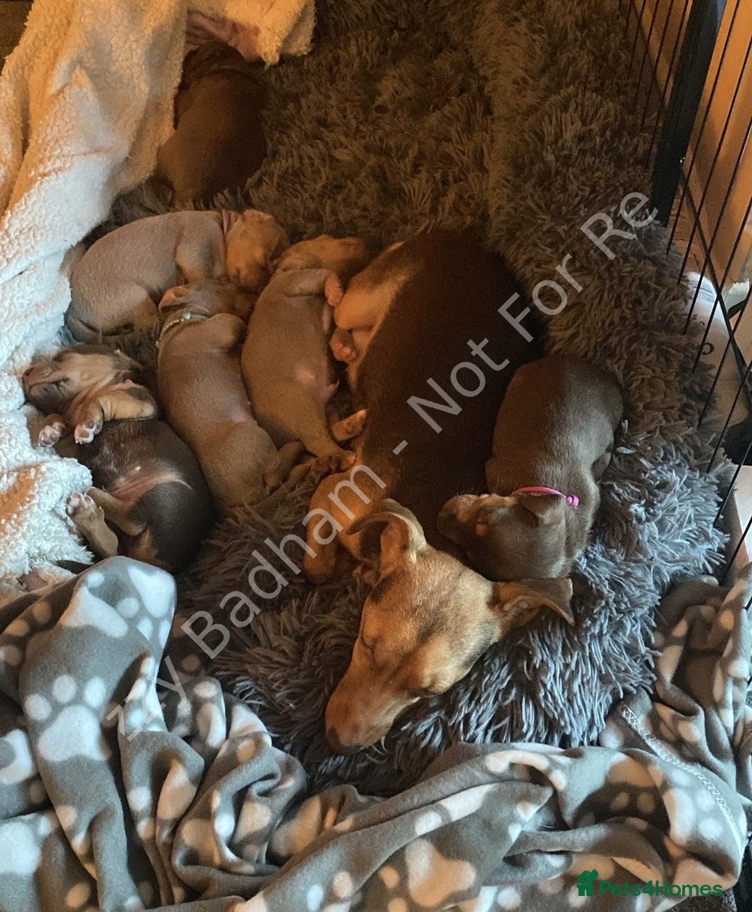 Jack Russell dogs for sale: Lilac and Chocolate Jack Russell Terrier Puppies  - Advert 7