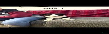 Border Collie 5