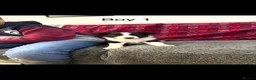 Border Collie dogs for sale: Border collie  - Advert 2