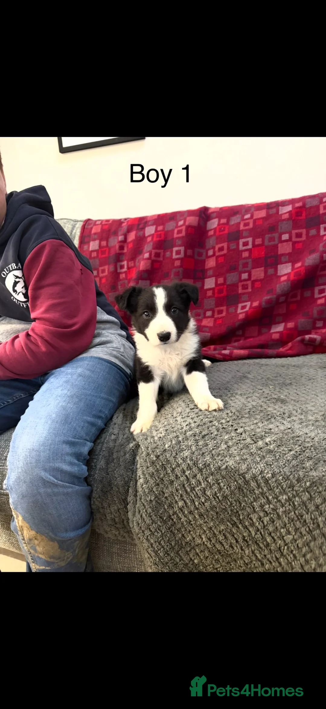 Border Collie dogs for sale: Border collie  - Advert 2