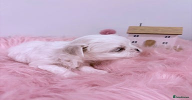 Maltese dogs 🌟🌟Full Korean Baby pups🌟🌟 - Advert 6