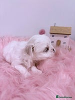 Maltese dogs 🌟🌟Full Korean Baby pups🌟🌟 - Advert 6