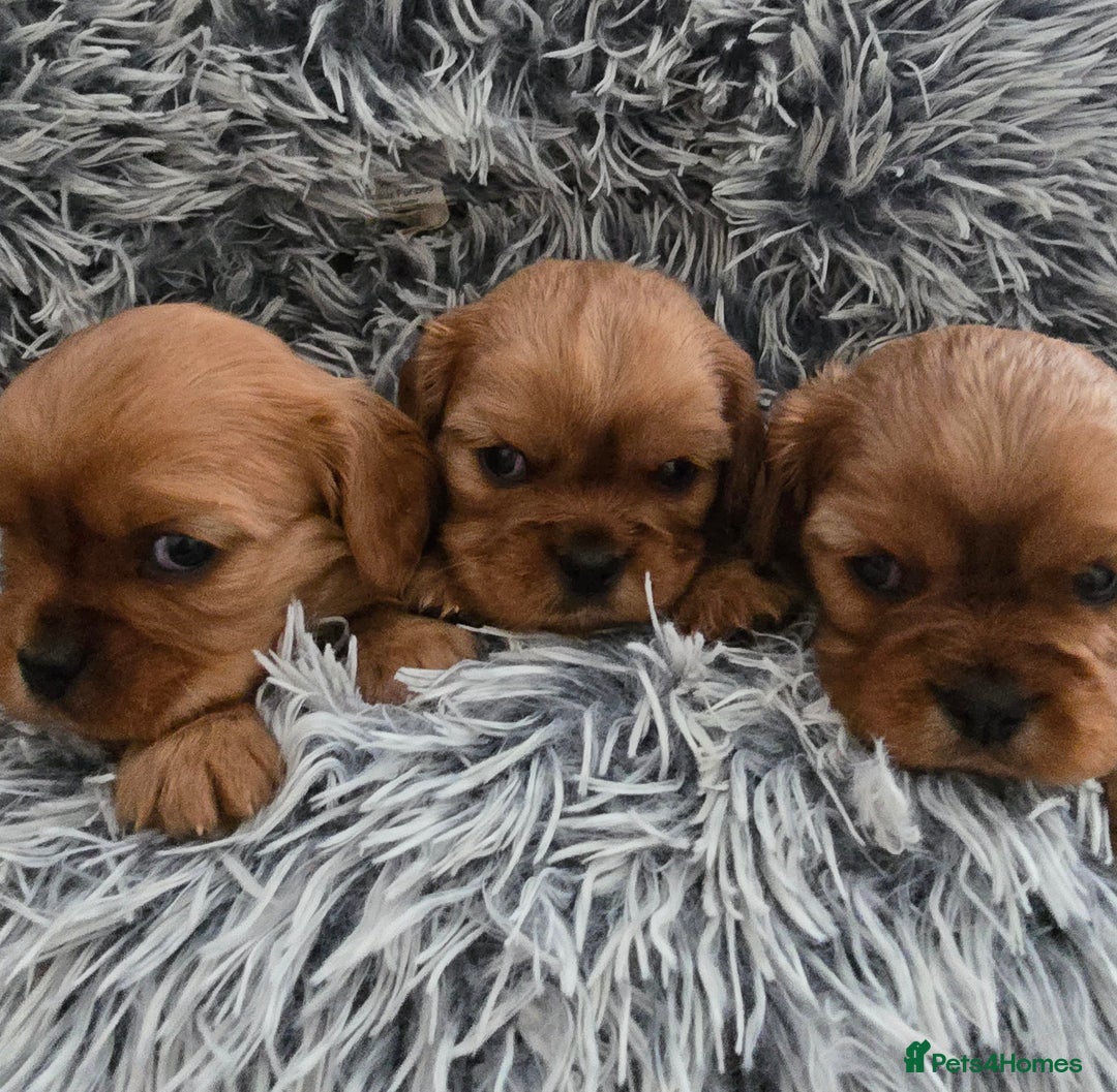 Cavalier King Charles Spaniel dogs for sale: Beautiful Cavalier King Charles Puppies  - Advert 6