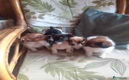 Jack Russell dogs for sale: Jack Russell  - Image 4