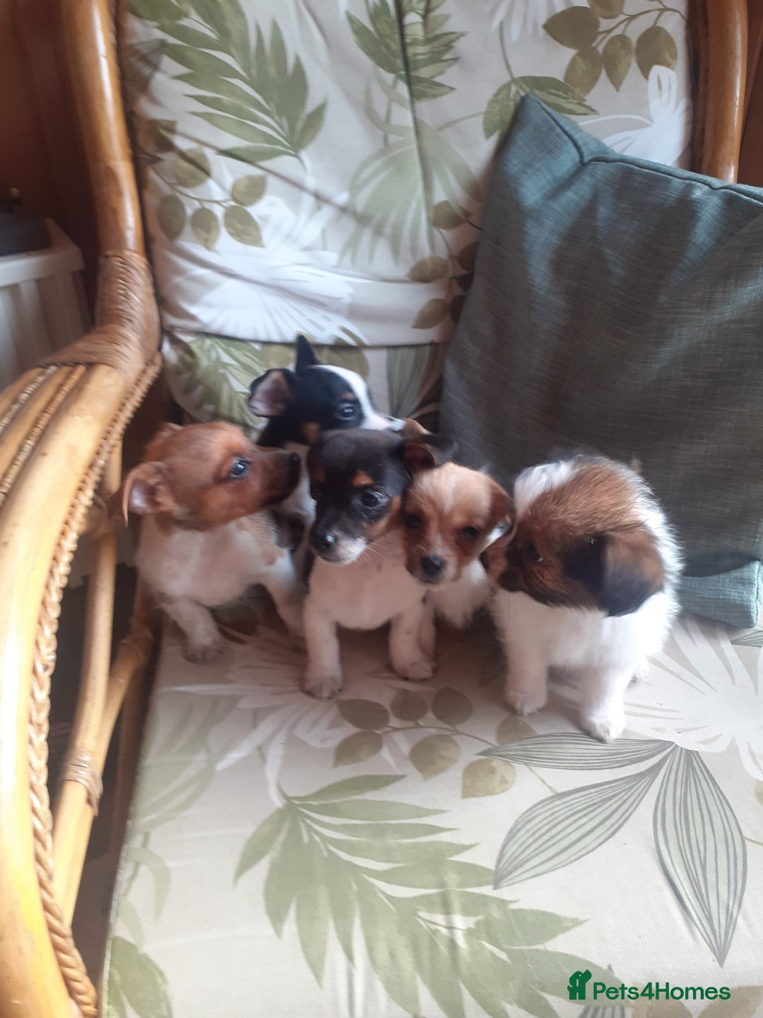 Jack Russell dogs for sale: Jack Russell  - Image 4