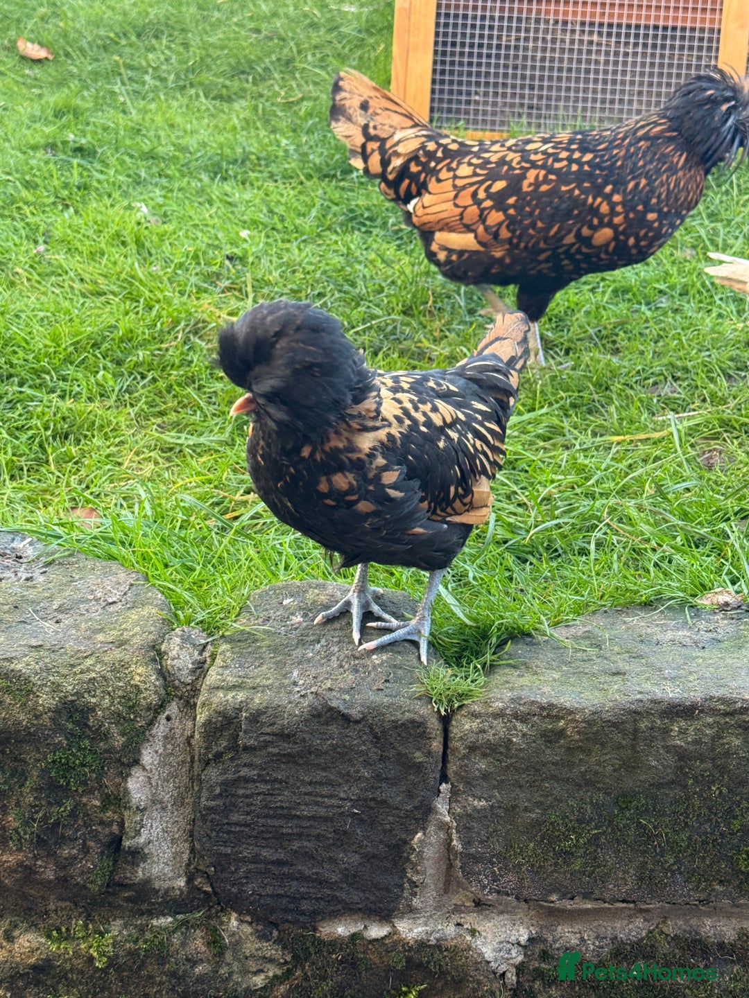 Chickens poultry for sale: 4 chicks - Image 5