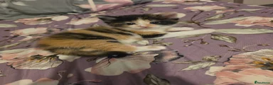 Mixed Breed Kitten 4