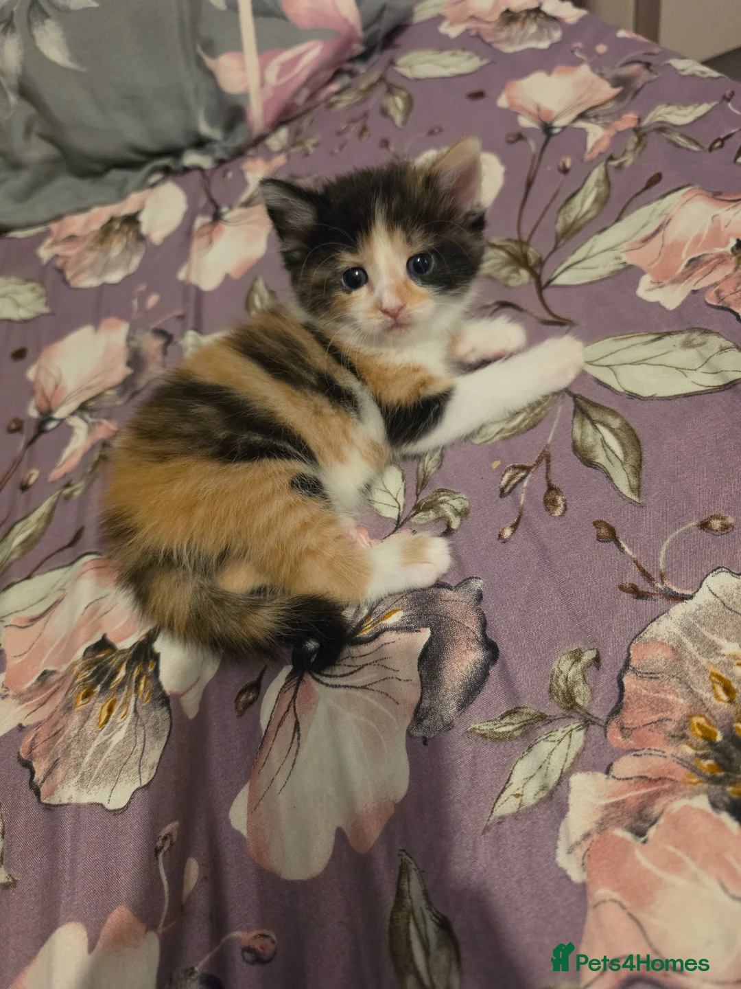 Mixed Breed cats for sale: look at all those tiny fluffballs!  - Advert 2