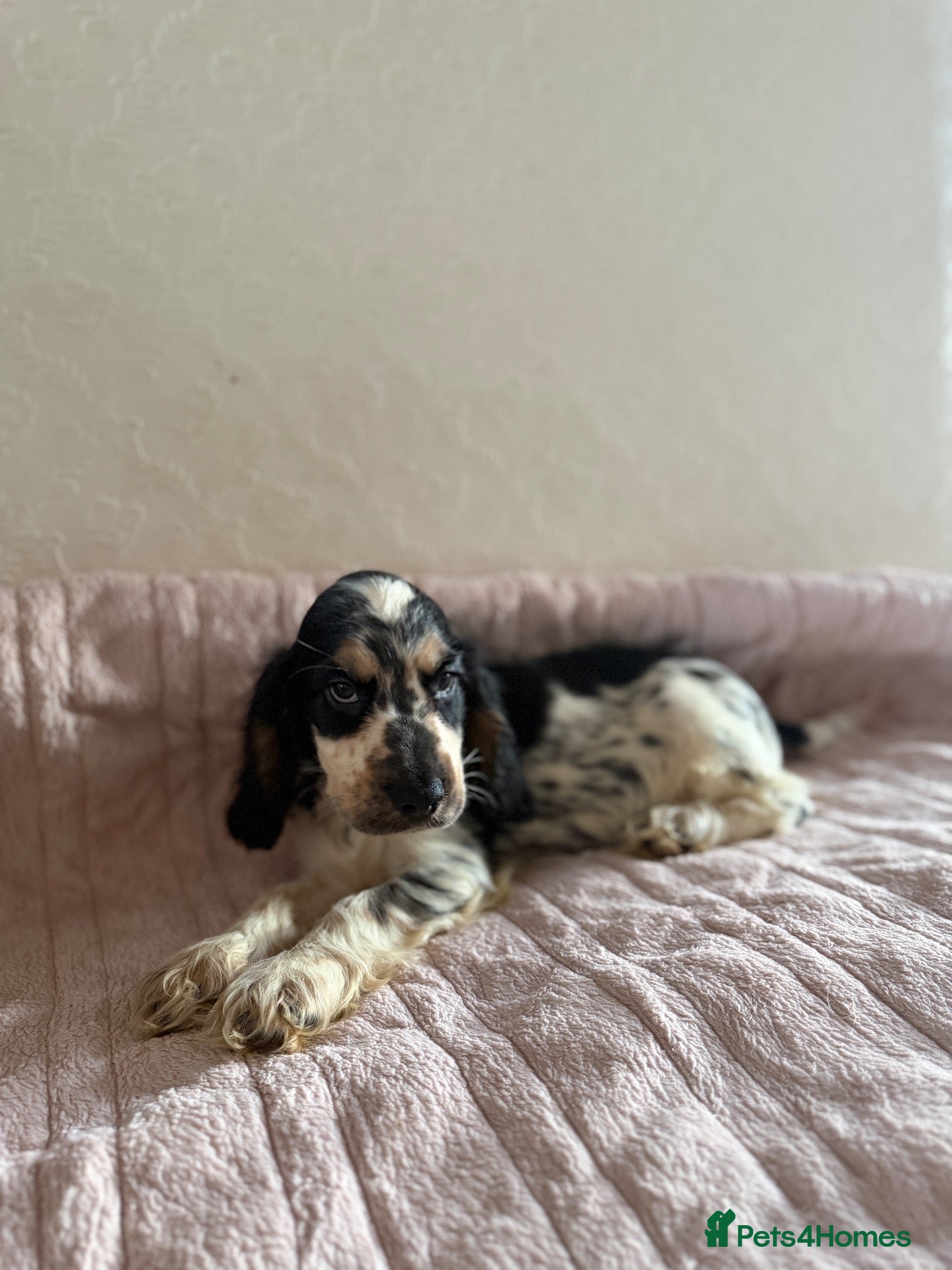 Cocker Spaniel dogs KC Ticked Show type cocker Spaniel READY NOW  - Advert 7