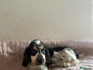 Cocker Spaniel dogs KC Ticked Show type cocker Spaniel READY NOW - Advert 7