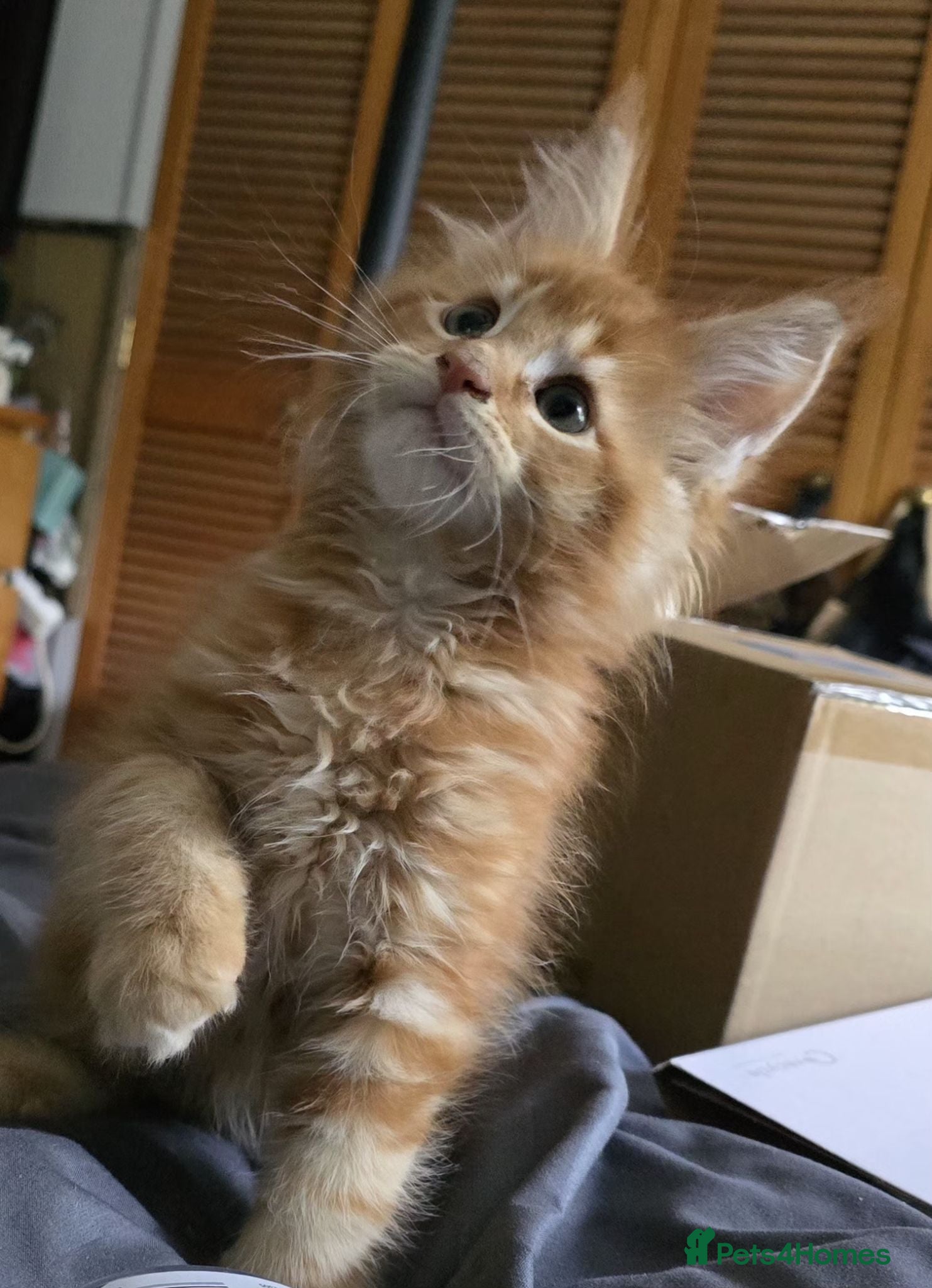 Maine Coon cats Maine coon kittens  - Advert 2