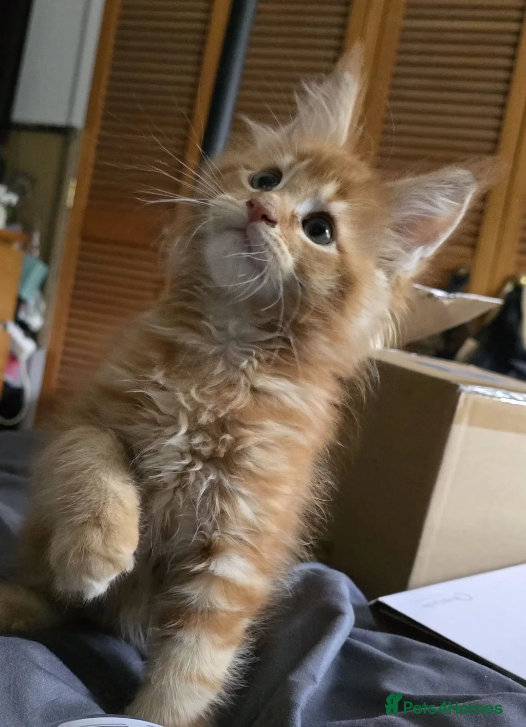 Maine Coon cats for sale: Maine coon kittens  - Advert 1