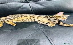 Bengal cats for sale: Exceptional European Tica registered male Bengal   - Image 4