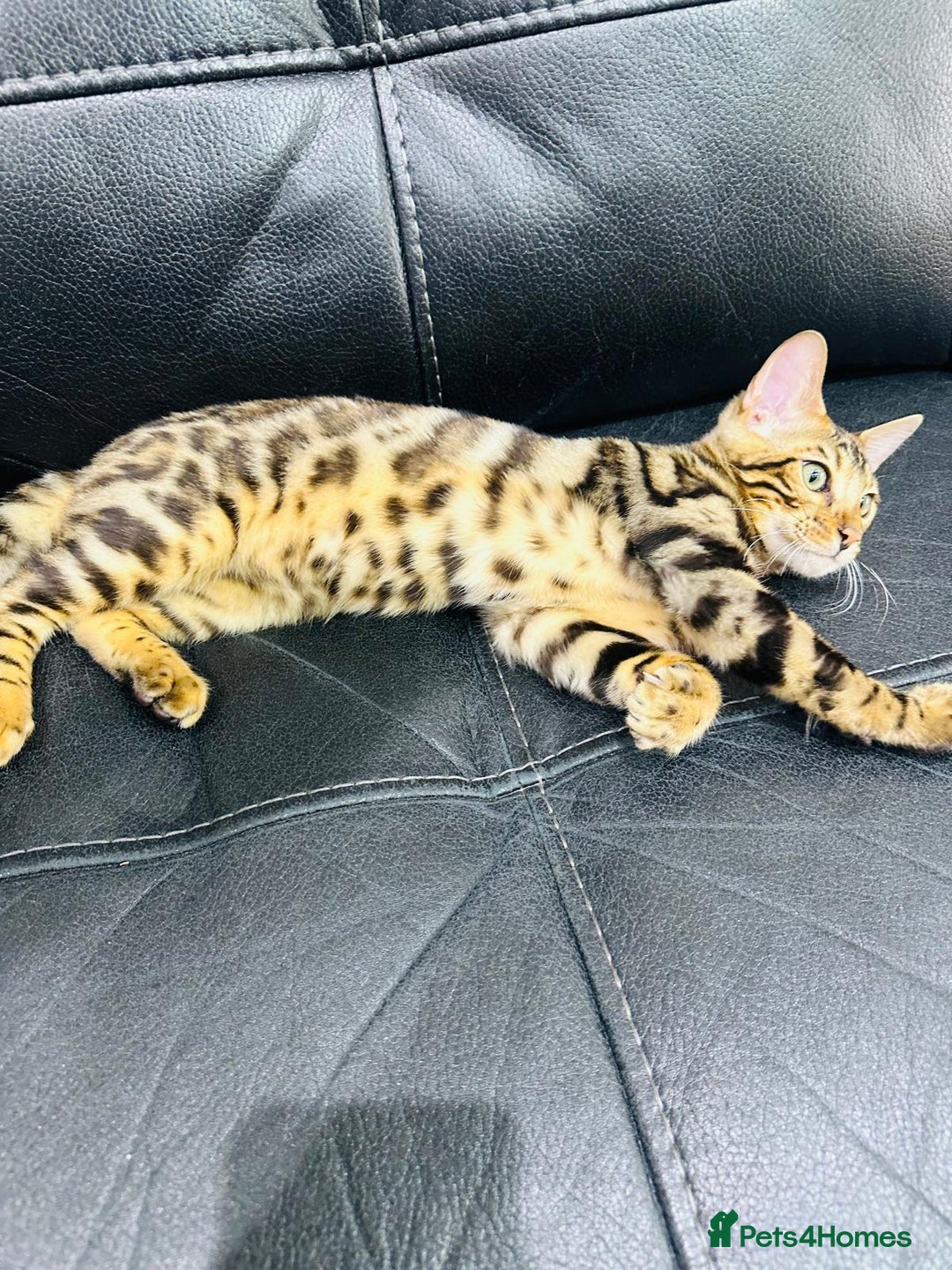 Bengal cats for sale: Exceptional European Tica registered male Bengal   - Image 4