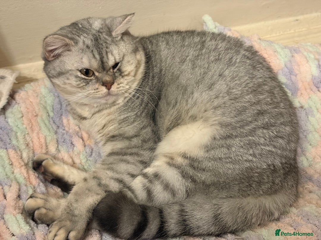 British Shorthair cats for sale: 3 Kittens•Full Pedigree•Champions bloodline•GCCF - Advert 20