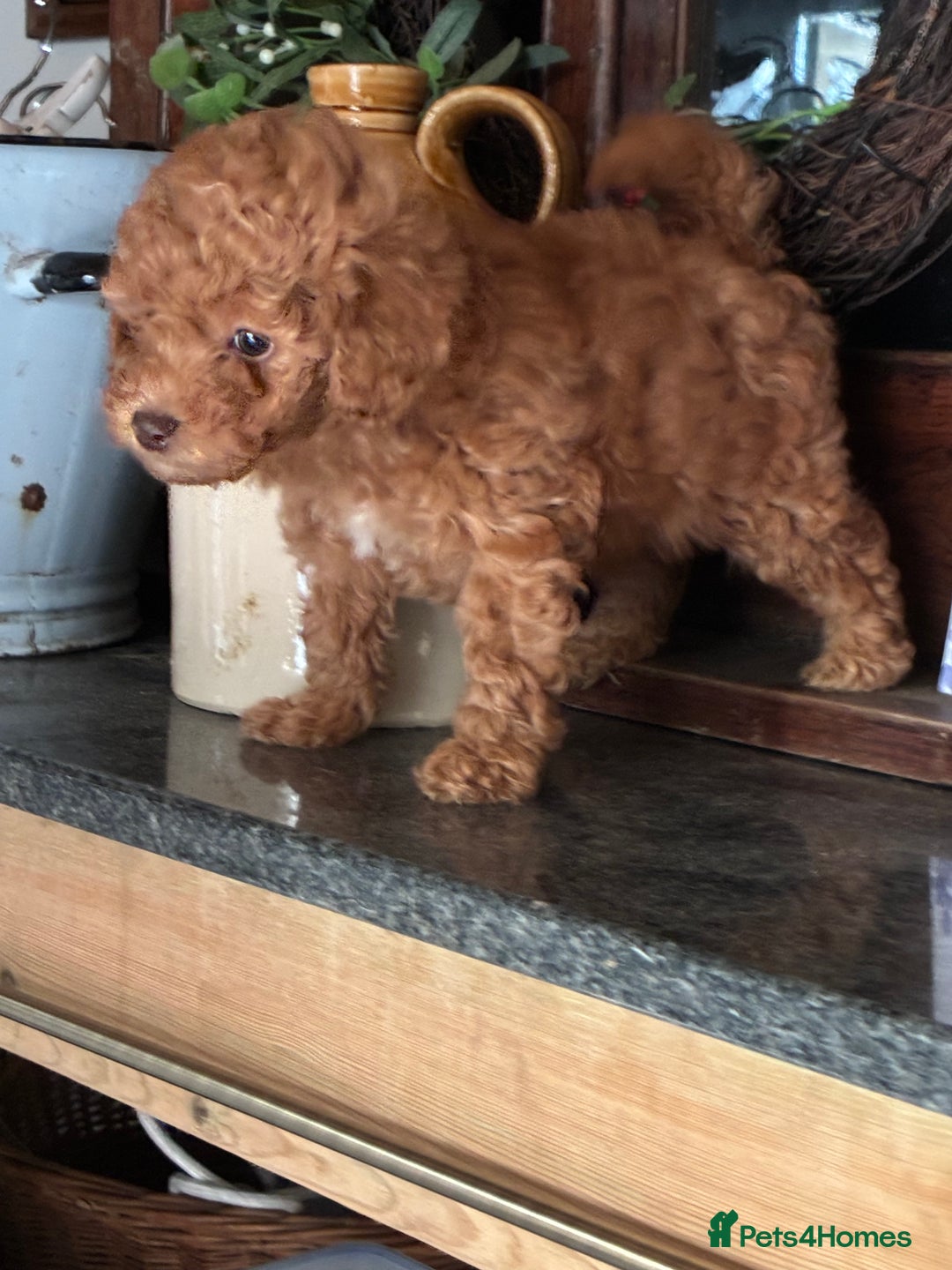 Toy Poodle dogs for sale: Red and Apricot Tiny Toy Poodles - Ready Soon - Advert 6