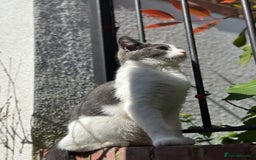 Domestic Shorthair cats for sale: Beautiful Domestic Cats-Mum,Dad&3 Adorable Kittens - Image 6