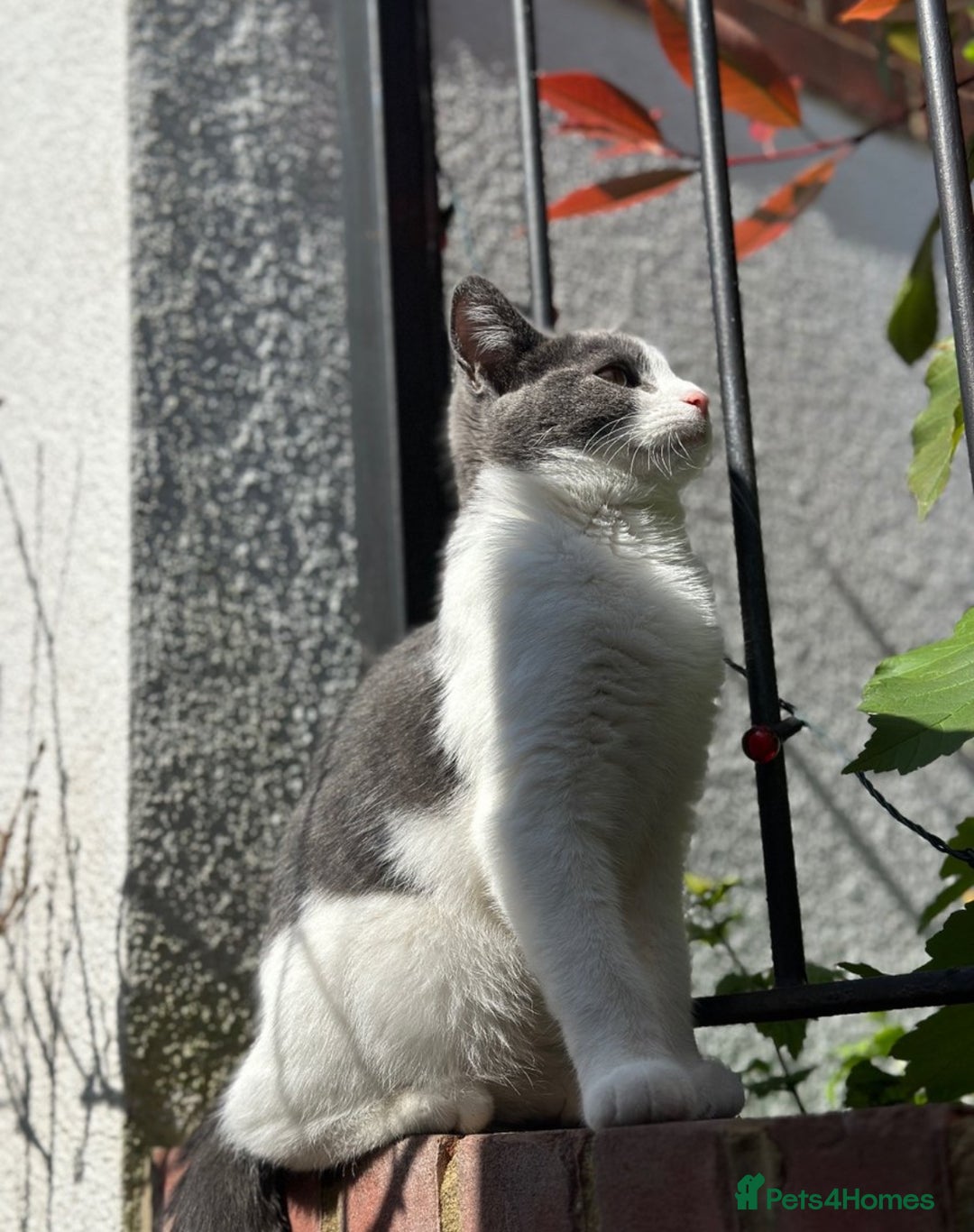 Domestic Shorthair cats for sale: Beautiful Domestic Cats-Mum,Dad&3 Adorable Kittens - Image 6