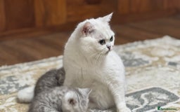 British Shorthair cats for sale: 2 TICA registered BSH kittens  - Image 3