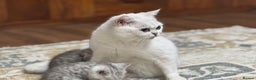 British Shorthair cats for sale: 2 TICA registered BSH kittens  - Advert 3