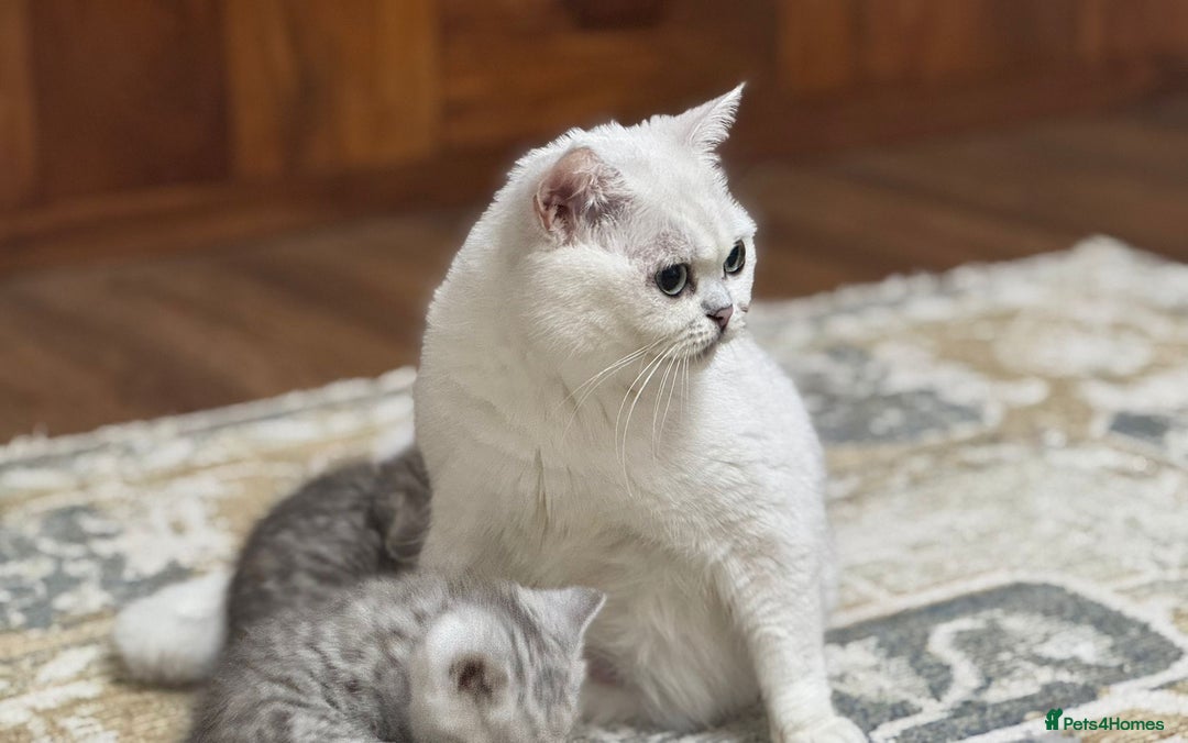 British Shorthair cats for sale: 2 TICA registered BSH kittens  - Image 3