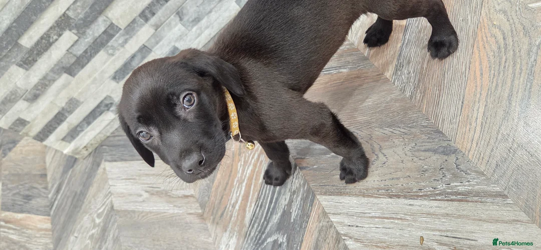 Labrador Retriever dogs for sale: GORGEOUS Dark Chocolate Labrador  - Advert 3