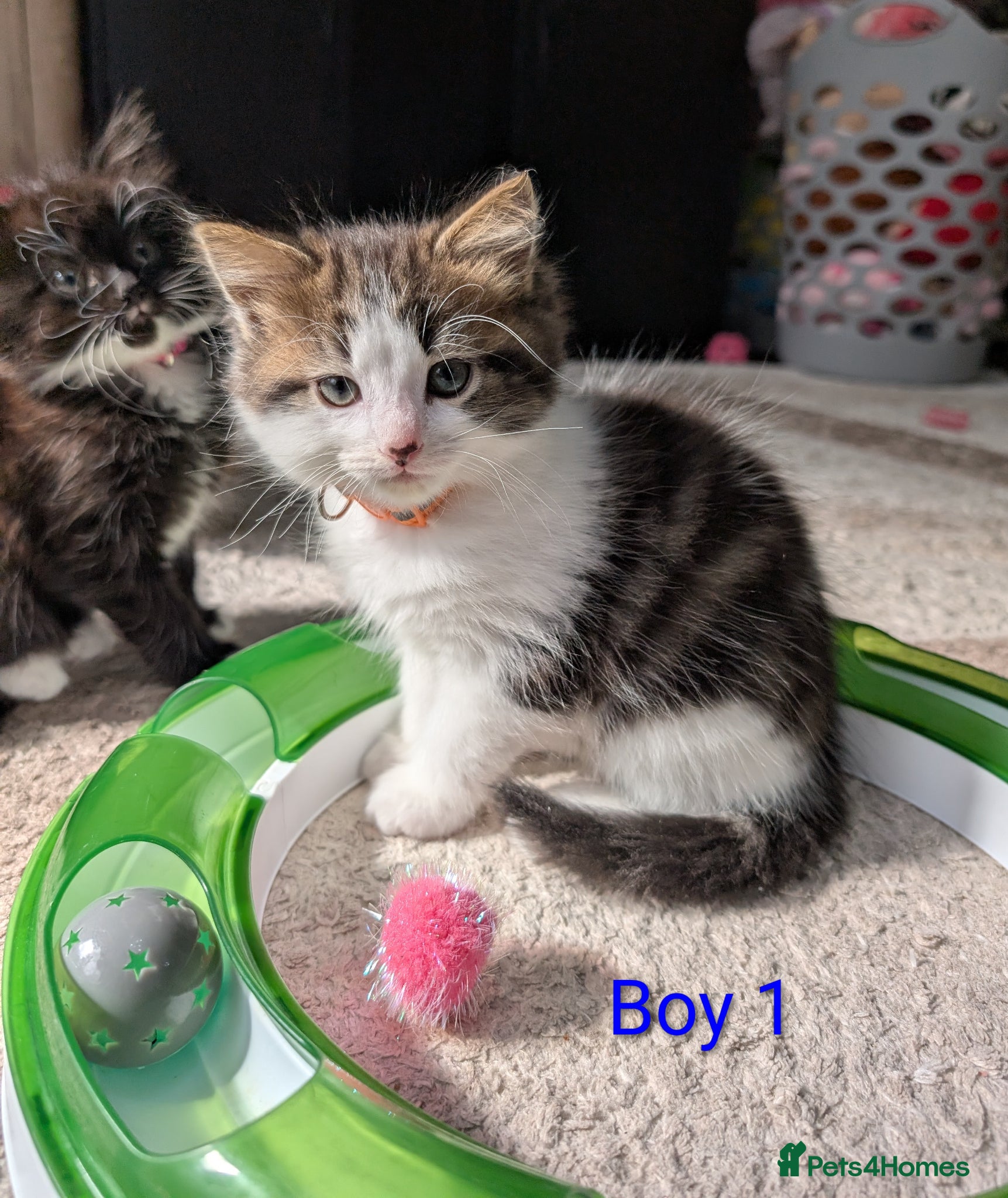 Siberian cats Siberian crossed kittens/ just Boy 1 left  - Advert 1