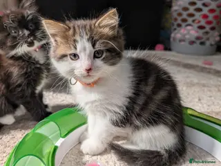 Siberian cats Siberian crossed kittens/ just Boy 1 left - Advert 1