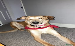 Mixed Breed dogs for sale: Merlin - Image 9