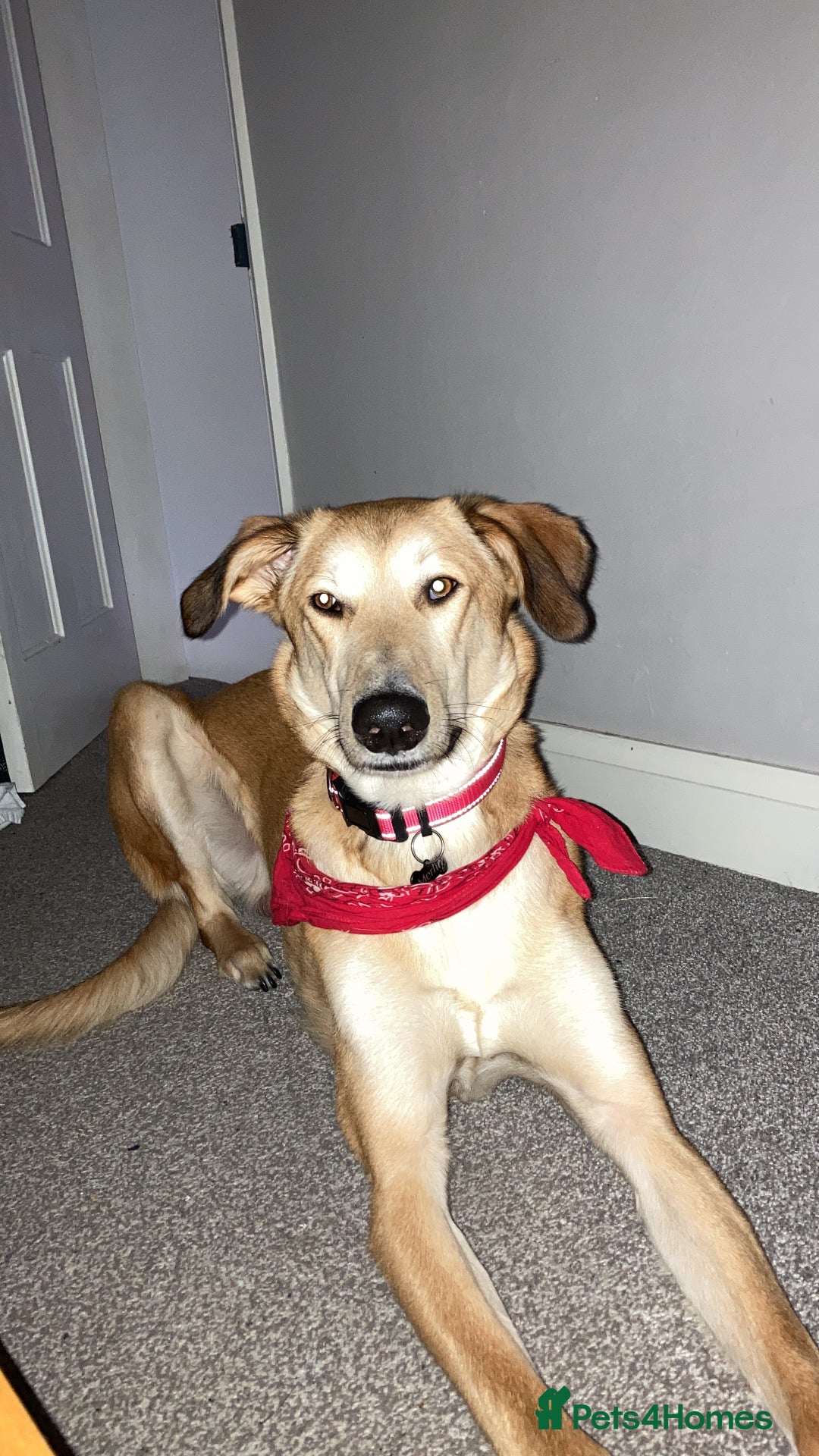 Mixed Breed dogs for sale: Merlin - Image 9