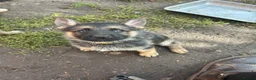 German Shepherd dogs for sale: READY NOW Working line Shepherd pups - Advert 25