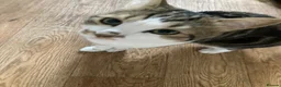 Mixed Breed cats for sale: 1 year old friendly loving male cat  - Advert 3