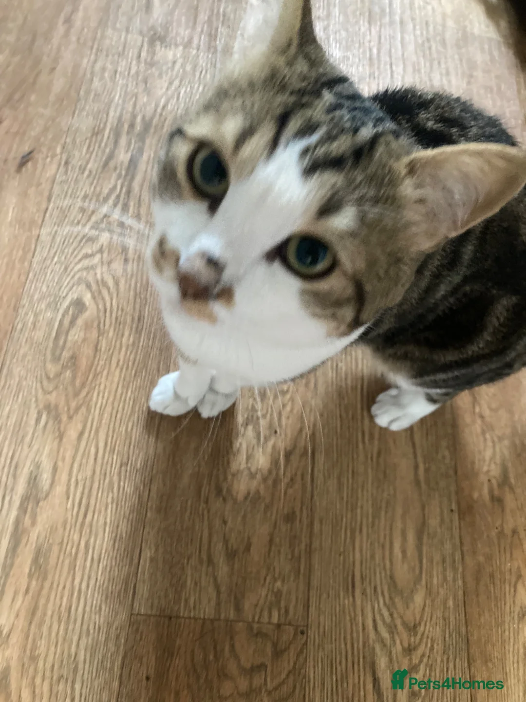 Mixed Breed cats for sale: 1 year old friendly loving male cat  - Advert 3