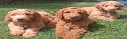 Mixed Breed dogs for sale: 3 Gorgeous Aussidoodles wanting to be re-homed  in Mountain Ash - Advert 17