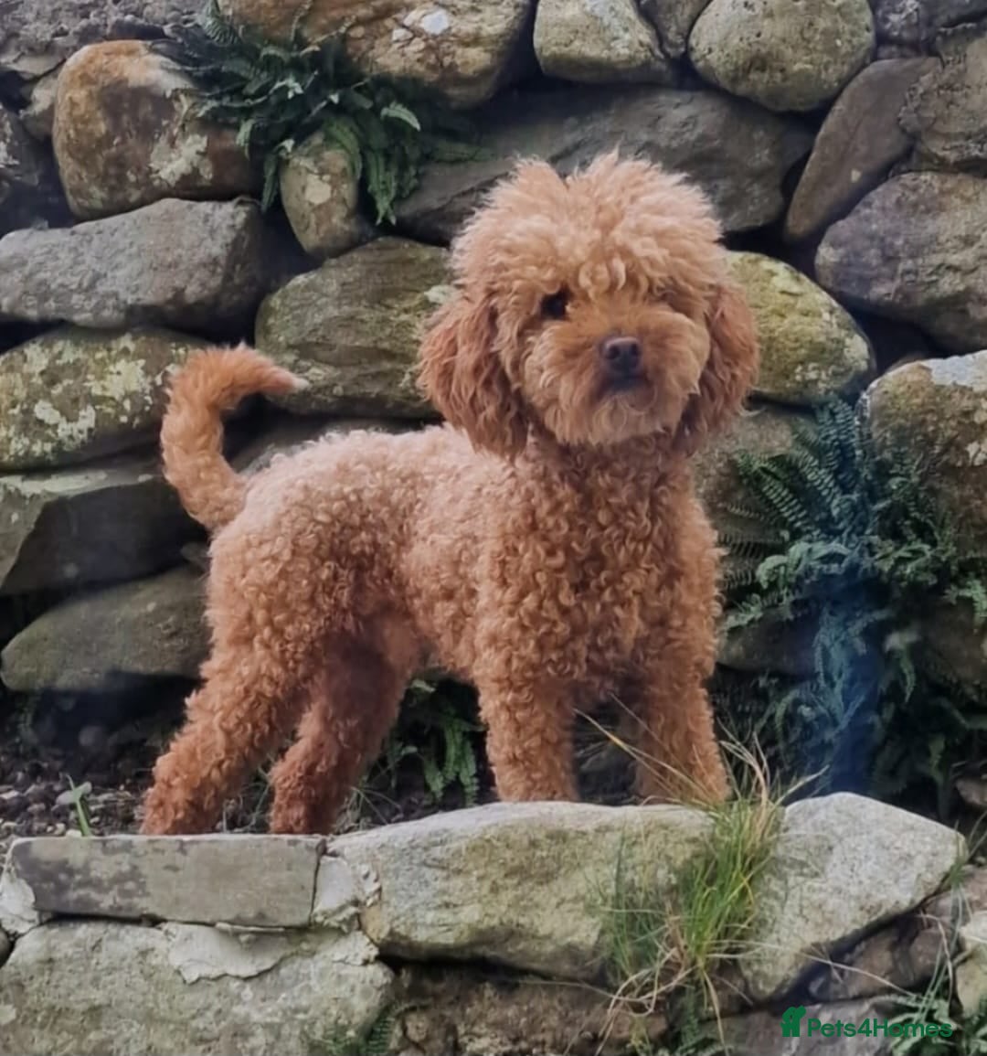 Toy Poodle dogs for stud: Red Health tested Toy Poodle Stud - Advert 5