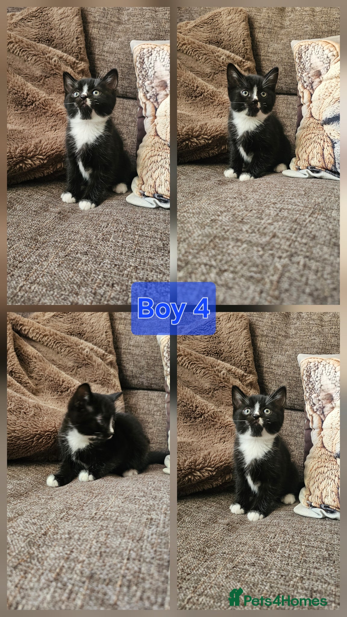 Mixed Breed cats Bengal cross Scottish fold kittens - Advert 21