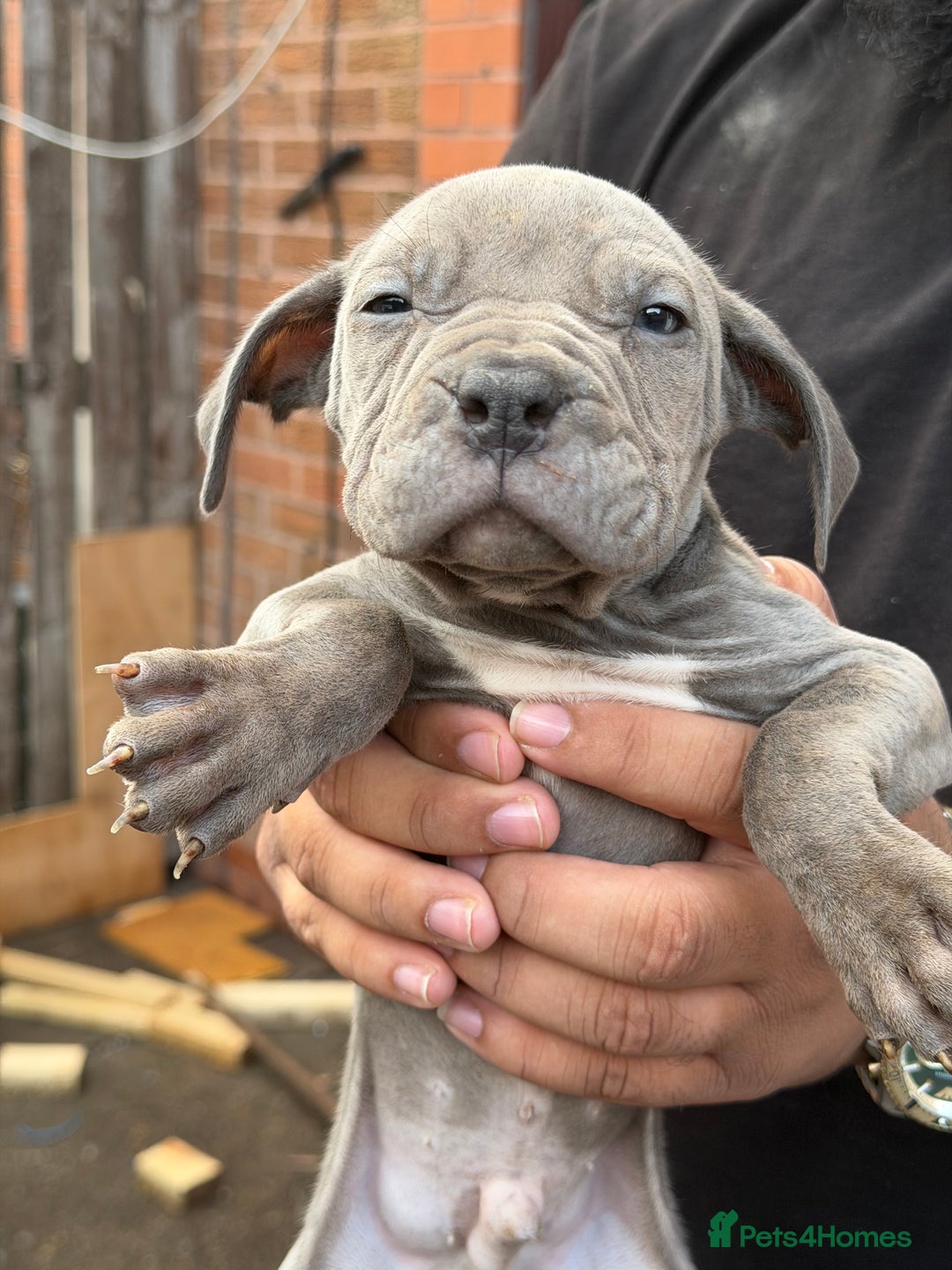 Mixed Breed dogs for sale: Old English cross, cane corsa  - Image 4