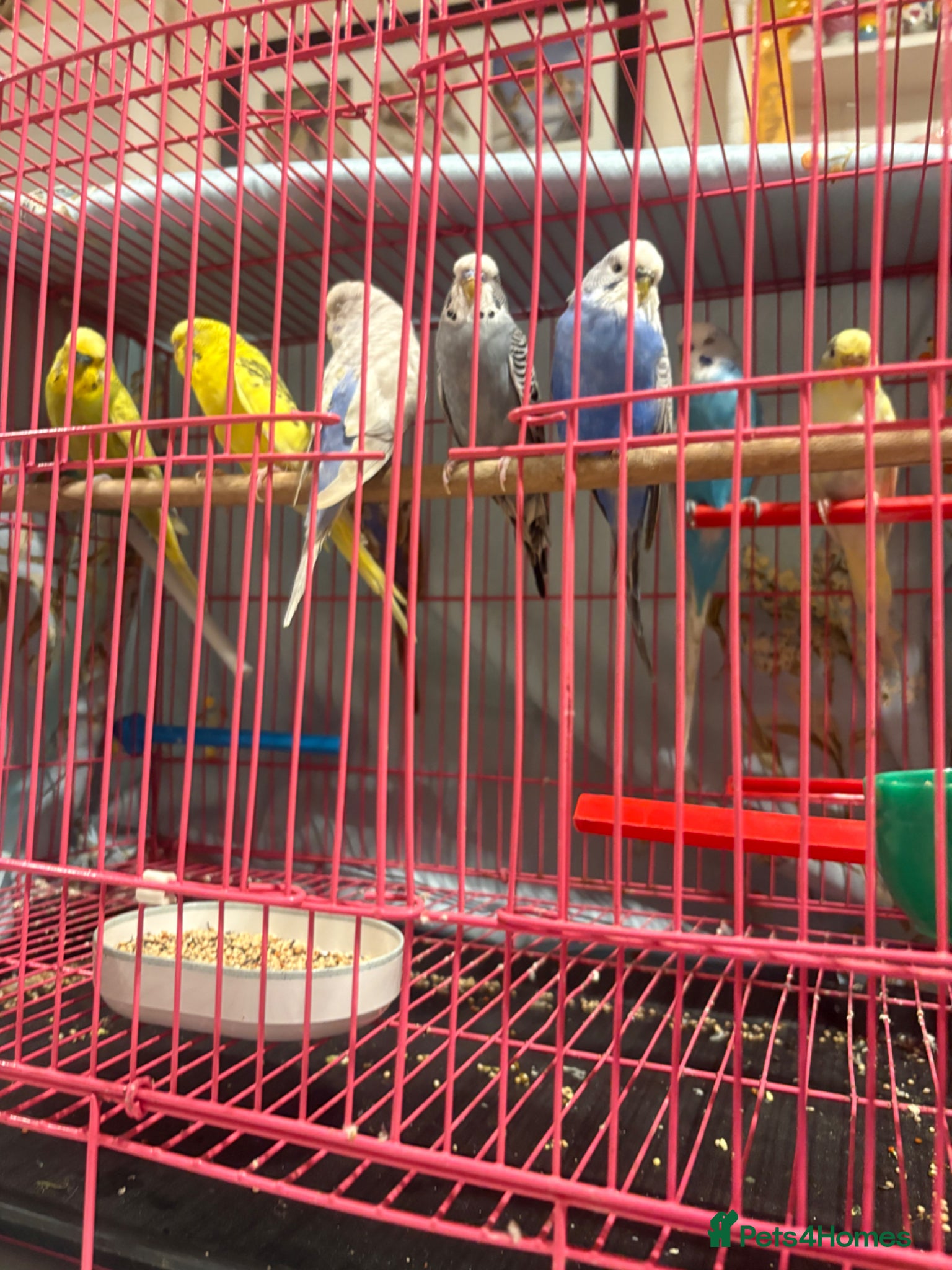 Budgerigars birds Baby Budgies’s for sale  - Advert 1