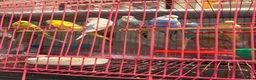 Budgerigars birds for sale: Baby Budgies’s for sale  - Advert 1