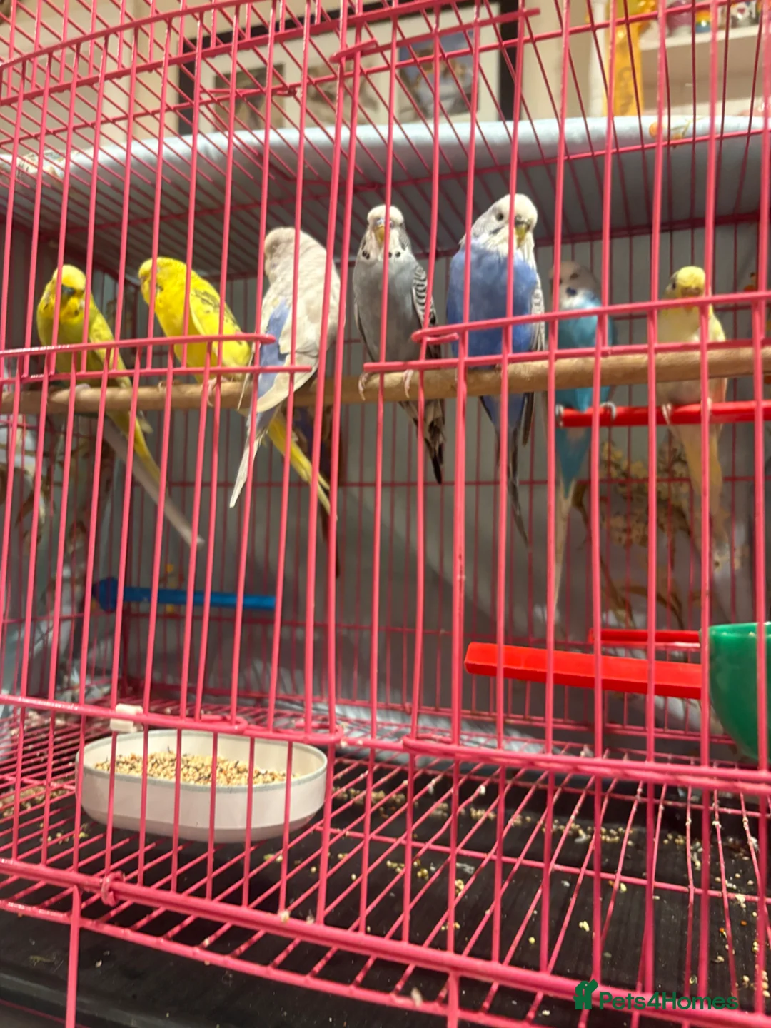 Budgerigars birds for sale: Baby Budgies’s for sale  - Advert 1