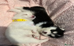 Pomsky dogs for sale: F4 beautiful puppy pomskie blue eyes - Image 23