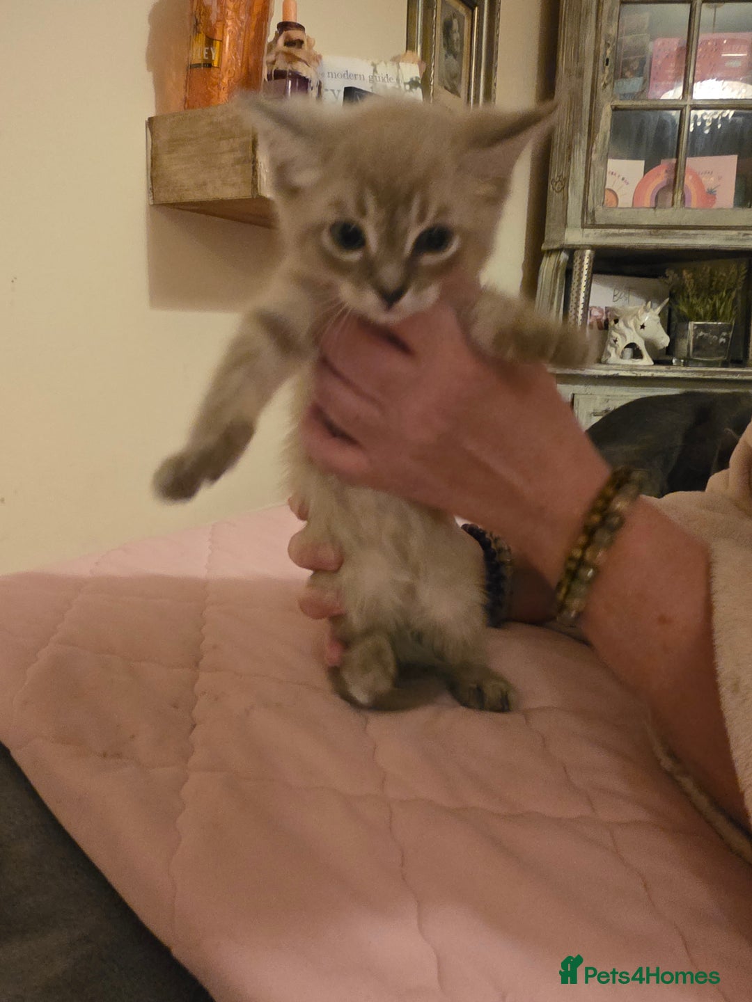 Norwegian Forest Cat cats for sale: Norwegian forest mixed tabby - Image 22